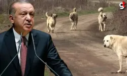 Cumhurbaşkanı Erdoğan sokak köpekleri için talimat verdi