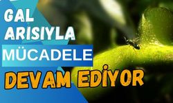 GAL ARISIYLA MÜCADELE DEVAM EDİYOR