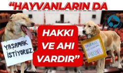 “HAYVANLARIN DA HAKKI VE AHI VARDIR”