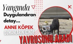 Yangında duygulandıran detay: Anne köpek dumanların içinde yavrularını aradı