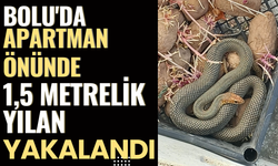 Bolu'da apartman önünde 1,5 metrelik yılan yakalandı