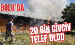 Bolu’da 20 bin civciv telef oldu