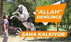 "Allah" denilince şaha kalkıyor