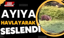 Ayıya havlayarak seslendi