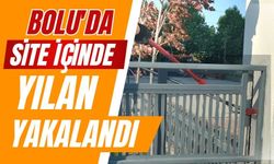 Bolu'da site içinde yılan yakalandı