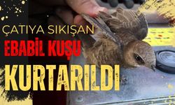 ÇATIYA SIKIŞAN EBABİL KUŞU KURTARILDI