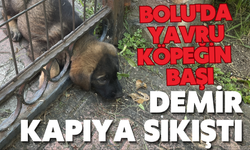 Bolu'da Yavru Köpeğin  Başı Demir Kapıya Sıkıştı