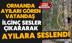 Bolu’da ormanda ayıları gören vatandaşlardan ilginç tepki