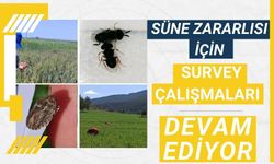 SÜNE ZARARLISI İÇİN SURVEY ÇALIŞMALARI DEVAM EDİYOR