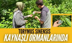 TORYMUS SİNENSİS KAYNAŞLI ORMANLARINDA