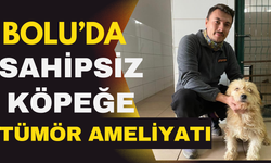 Bolu'da sahipsiz köpeğe tümör ameliyatı