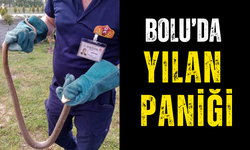 Bolu'da yılan paniği