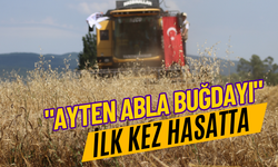 "Ayten abla buğdayı" ilk kez hasatta