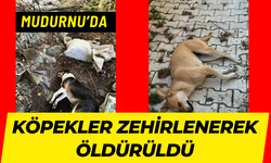 MUDURNU’DA KÖPEKLER ZEHİRLENEREK ÖLDÜRÜLDÜ