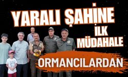 Yaralı şahine ilk müdahale ormancılardan