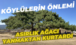 Köylülerin önlemi asırlık ağacı yanmaktan kurtardı