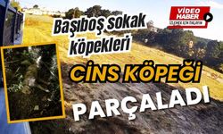 Başıboş sokak köpekleri cins köpeği parçaladı