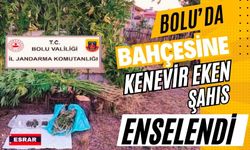 Bolu’da bahçesine kenevir eken şahıs enselendi