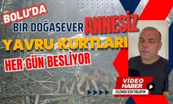 Bolu’da bir doğasever, annesiz yavru kurtları her gün besliyor