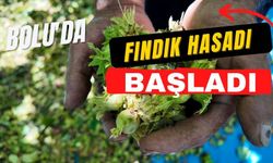 Bolu'da fındık hasadı başladı