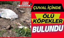 Çuval içinde ölü köpekler bulundu