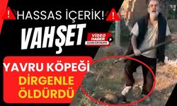 VAHŞET! Yavru köpeği dirgenle öldürdü