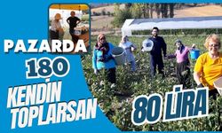 Pazarda 180, kendin toplarsan 80 lira