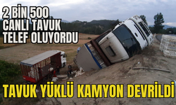 2 bin 500 canlı tavuk telef oluyordu... TAVUK YÜKLÜ KAMYON DEVRİLDİ