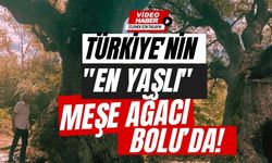 TÜRKİYE'NİN "EN YAŞLI" MEŞE AĞACI BOLU’DA