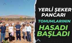 Yerli şeker pancarı tohumlarının hasadı başladı