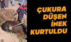 Bolu'da çukura düşen inek kurtarıldı