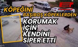 Köpeğini başıboş köpeklerden korumak için kendini siper etti