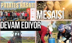 Patates Hasatı Mesaisi Devam Ediyor