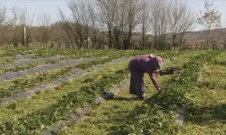 Çiftçilere 150 milyon liralık destekleme ödemesi hesaplara aktarılıyor