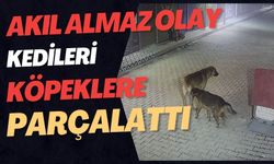 Akılalmaz olay: Kedileri köpeklere parçalattı