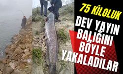 75 KİLOLUK DEV YAYIN BALIĞINI BÖYLE YAKALADILAR