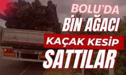 Bolu’da, bin ağacı kaçak kesip sattılar