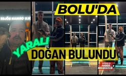 Bolu'da yaralı doğan bulundu