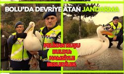 Devriye atan jandarma pelikan kuşu buldu: Hamsiyle beslediler