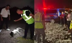 Hatay'da 11 köpek ölü bulundu