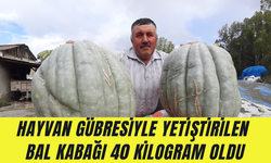 Hayvan gübresiyle yetiştirilen bal kabağı 40 kilogram oldu