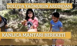 YAĞMURUN ARDINDAN KANLICA MANTARI BEREKETİ