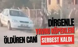 Dirgenle yavru köpek öldüren sanığa tahliye!