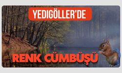 Yedigöller'de renk cümbüşü