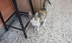 Kedi "Karamel" sınıfın 36'ncı öğrencisi oldu