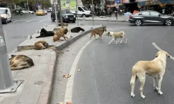 Başıboş sokak köpekleri 'beyaz kanser' tehlikesine yol açıyor