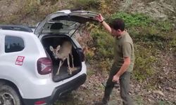 Kastamonu’da tedavileri tamamlanan yaban hayvanları yeniden doğaya salındı