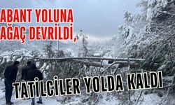 Abant yoluna ağaç devrildi, tatilciler yolda kaldı