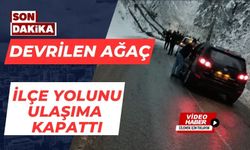 Devrilen ağaç İlçe yolunu ulaşıma kapattı