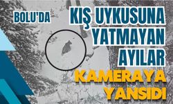 Bolu'da kış uykusuna yatmayan ayılar kameraya yansıdı